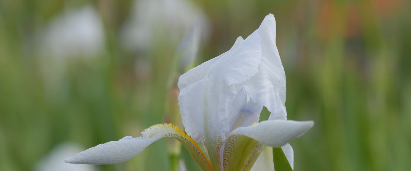 Iris germanica ‘Florentina’