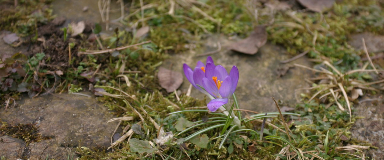 Krokus im Pflaster