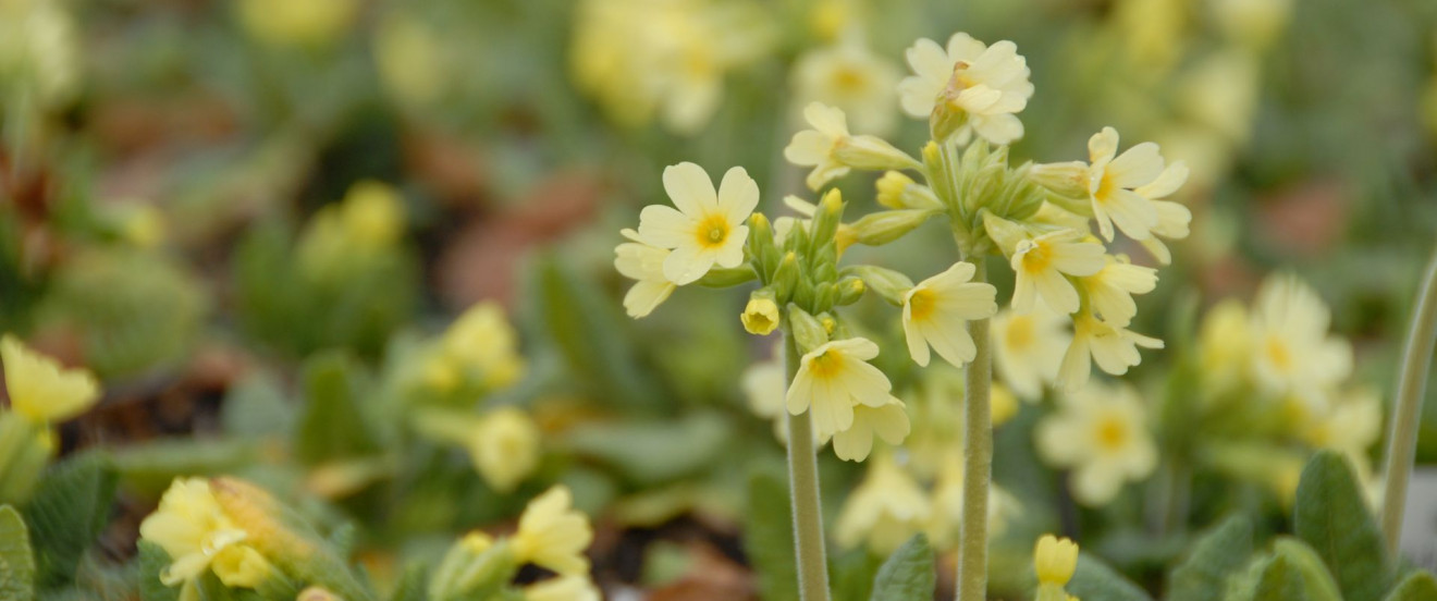 Primula elatior