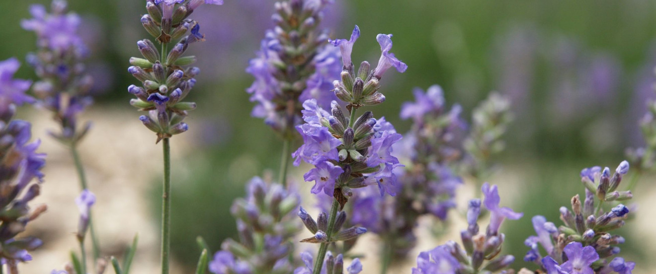 Lavandula angustifolia ‘Two Seasons’