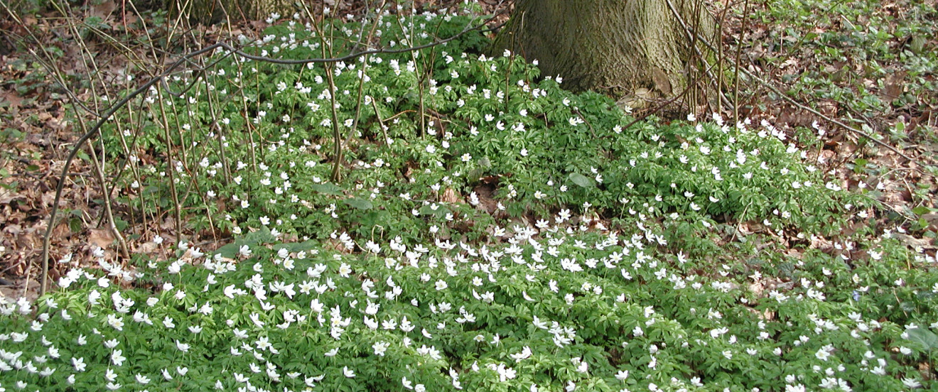 Anemone nemorosa – Busch-Windröschen