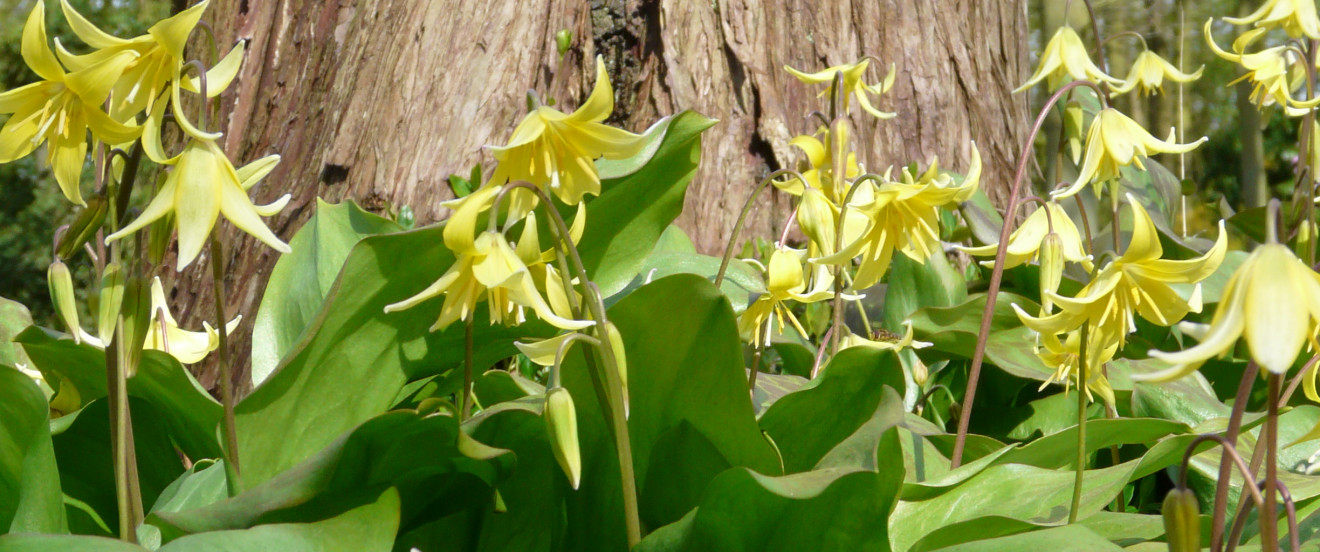 Erythronium 'Pagoda'