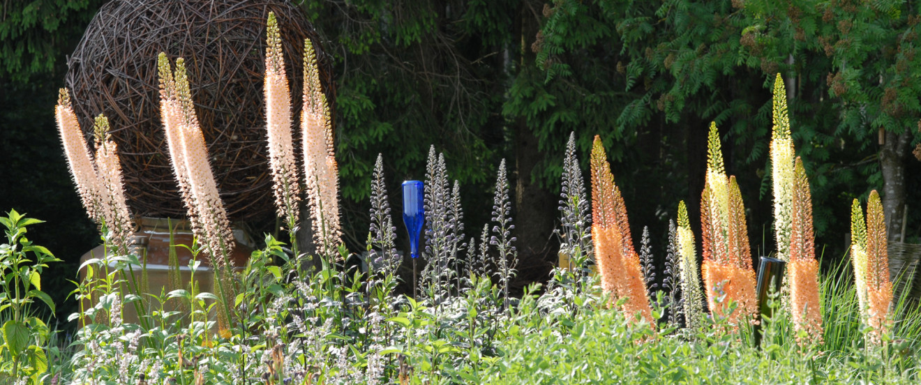 Eremurus-Stimmung