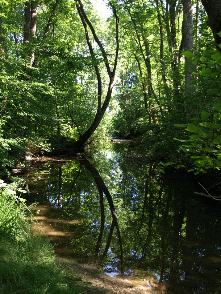 Der Frühsommer im Auenwald