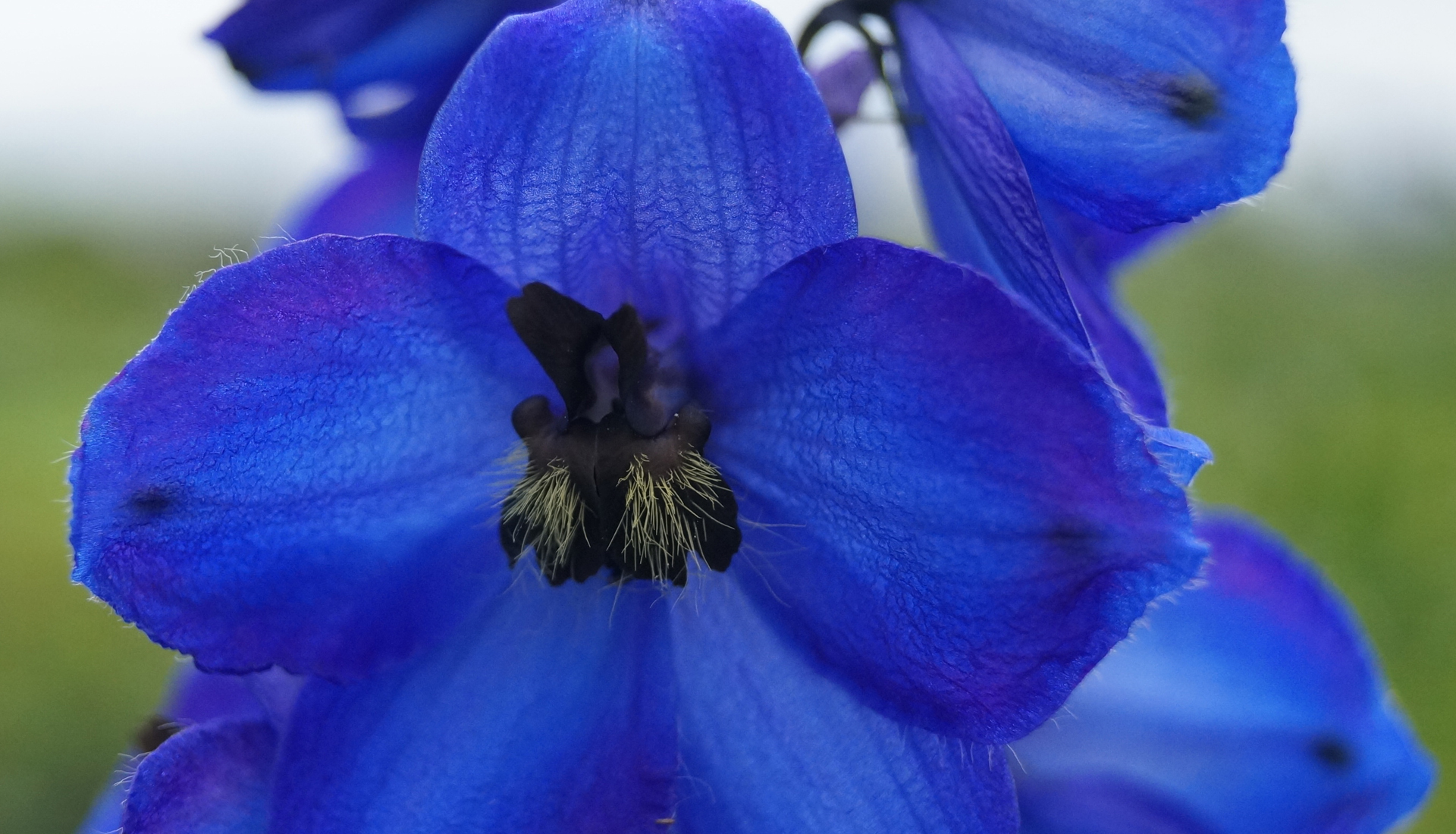 Delphinium Elatum-Hybride 'Waldenburg'