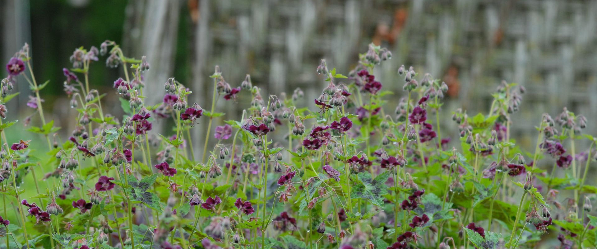 Geranium phaeum 'Samobor'