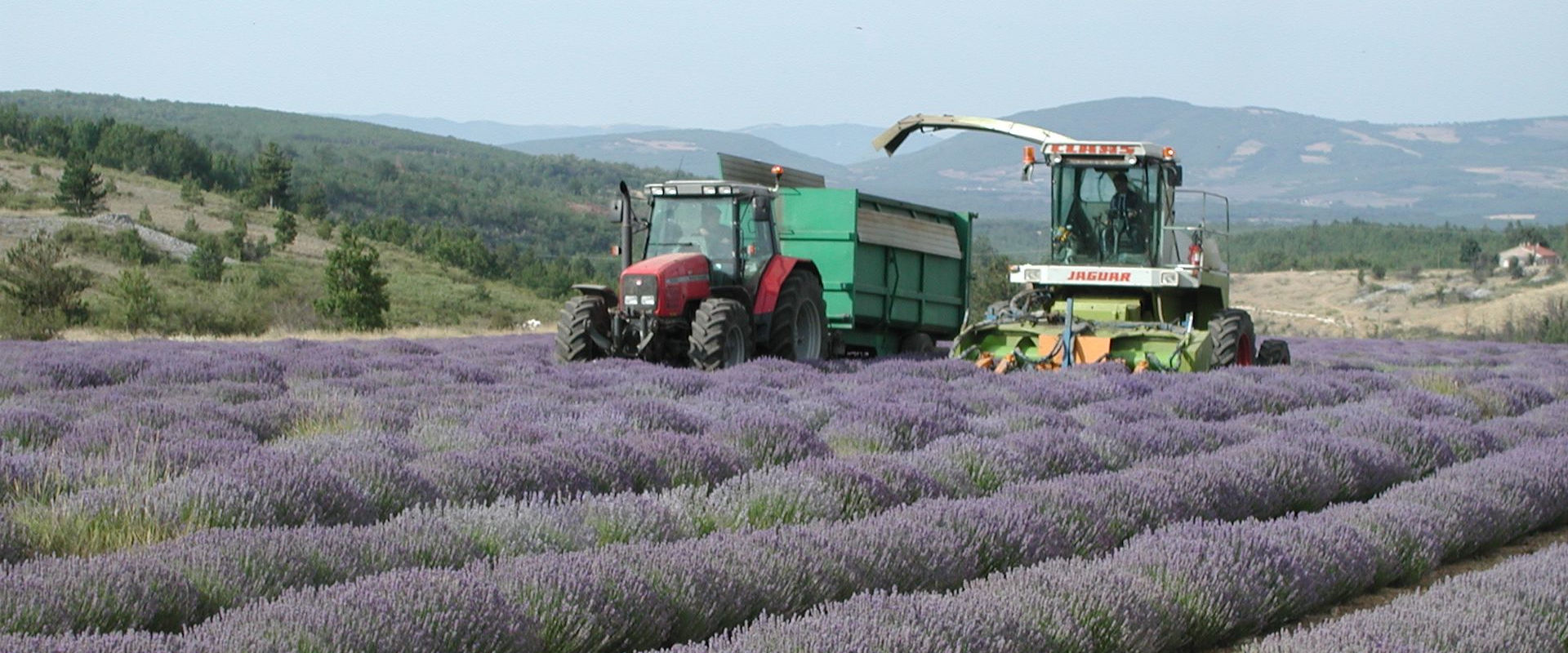 Lavandula X Intermedia Provence Lavendel