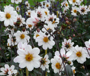 Dahlia 'Bishop of Dover'® – Paeonienblütige Dahlie