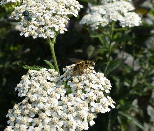 Achillea millefolium