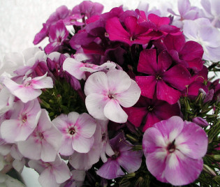 Phlox-Vielfalt