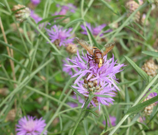 Centaurea scabiosa