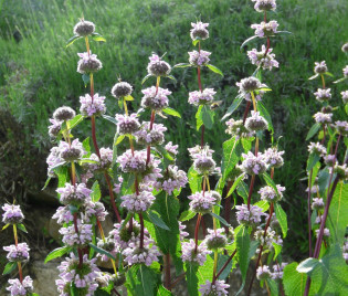 Phlomis tuberosa