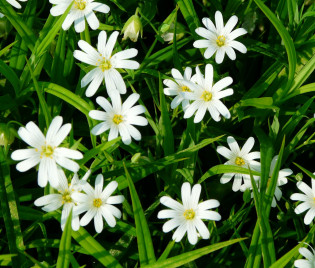 Stellaria holostea