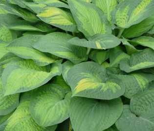 Hosta Hybride 'Pauls Glory'