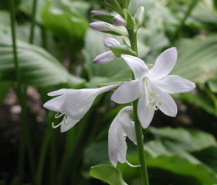 Hosta plantaginea 'Honeybells'