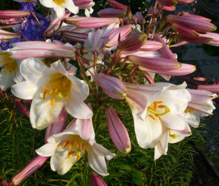 Lilium regale