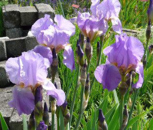Iris barbata-elatior 'Lovely Again'