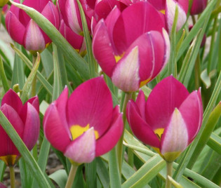 Tulipa humilis 'Persian Pearl'