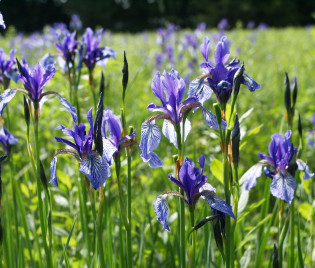 Iris sibirica