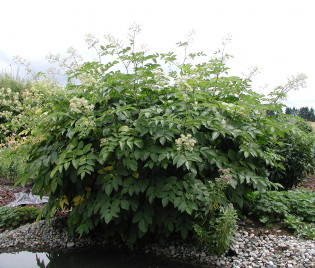 Aralia californica