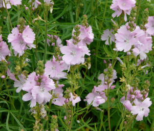 Sidalcea malviflora 'Elsie Heugh'