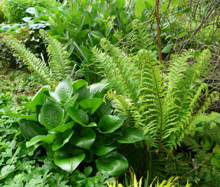 Polystichum aculeatum