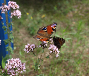 Origanum