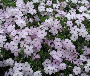 Phlox douglasii 'Lilac Cloud'