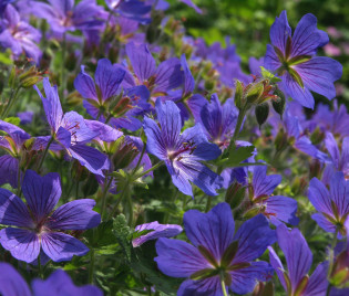 Geranium x magnificum 'Rosemoor'