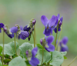 Viola odorata 'Donau'