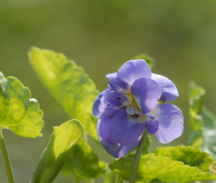 Viola suavis 'Duchesse de Parme'