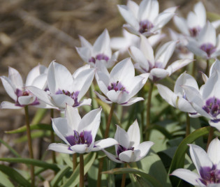 Tulipa humilis var. pulchella ‘Albocaerulea’