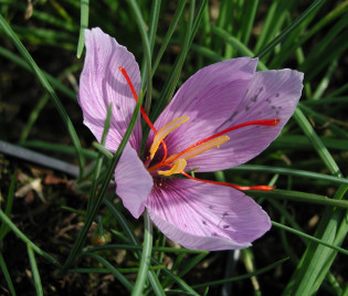 Crocus sativus