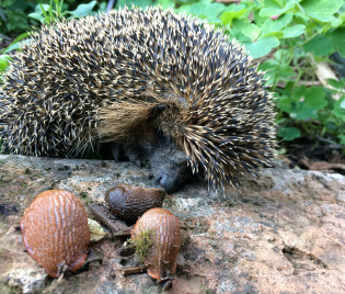 Igel