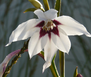 Gladiolus callianthus 'Murilae'