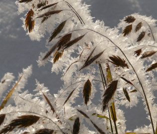 Chasmanthium latifolium