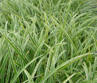 Carex morrowii ssp. foliosissima ‘Icedance’