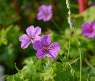 Geranium Sanguineum-Hybride ‘Dilys’