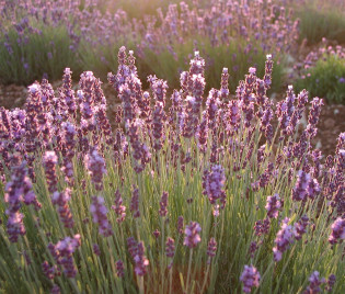 Lavendel Morgenstimmung