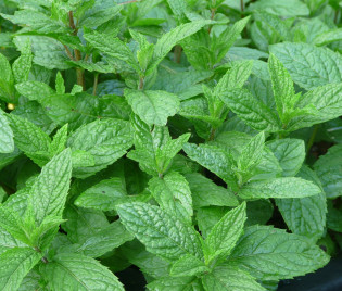 Mentha spicata var. crispa ‘Marokko’