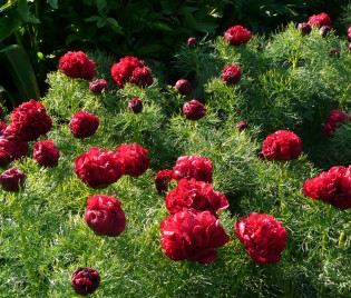 Paeonia tenuifolia 'Plena'