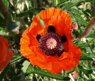 Papaver orientale