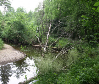 Auenwald im Hochsommer