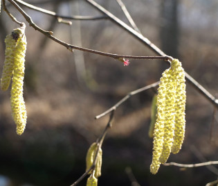 Der Vorfrühling beginnt. Die Haselnuss blüht.