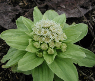 Petasites Japonicus