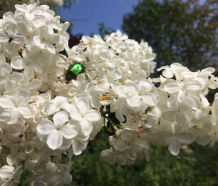 Rosenkäfer im Flieder