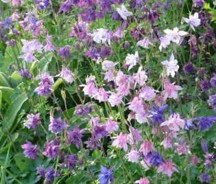 Aquilegia