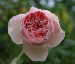 Rosa 'Heritage'