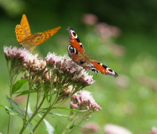 Insektenfreundlicher Garten