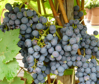Vitis vinifera ‘Regent’